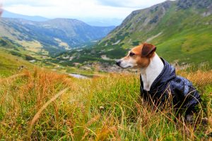 Hund mit blauen Hunderegenmantel