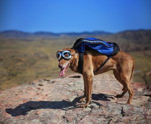 Hund mit Hunderucksack im Gebirge