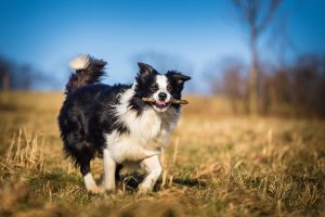 Border Collie spielt Stöckchen