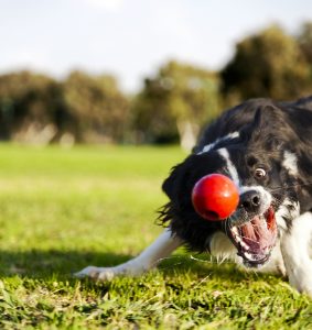 Border Collie spielt mit Ball