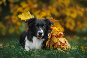 Glücklicher Border Collie im Herbst