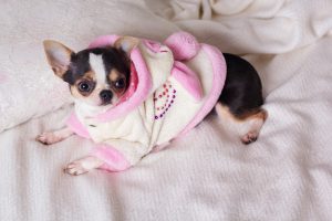 Chihuahua mit Bademantel auf Decke