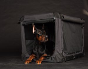 Dobermann in schwarzer Hundebox