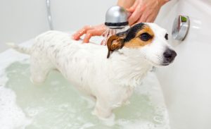 Niedlicher Jack Russell beim Baden