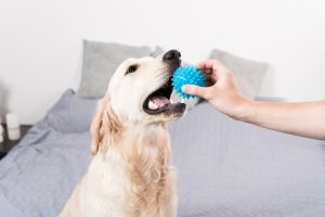Hund mit blauen Ball