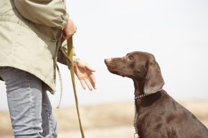 Man trainiert braunen Hund