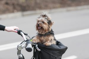 Kleiner Hund in Hundefahrradkorb