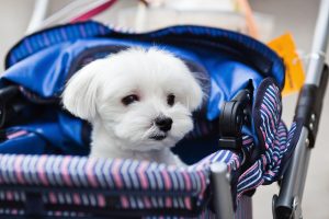 Kleiner weißer Hund in Buggy