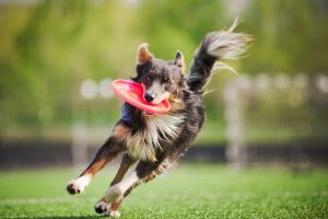 Border Collie spielt mit Frisbee