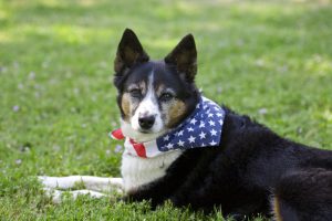 Hund mit Halstuch auf Rasen