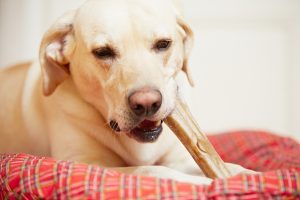 Hund mit Knochen im Körbchen
