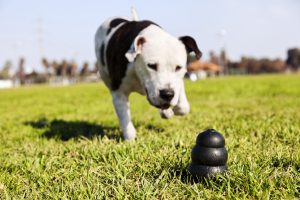 Pitbull mit Hunde Intelligenzspielzeug