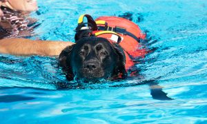 Schwarzer Hund mit Schwimmweste