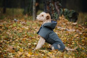 Kleiner Hund mit Regenmantel