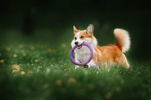 Kleiner Hund spiel mit Wurfring im Gras