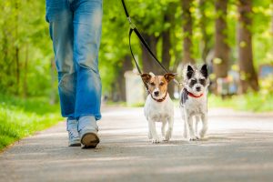 Zwei Hunde beim Gassi gehen