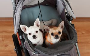 Zwei Hunde in Buggy