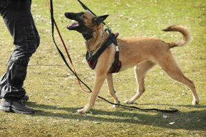 Schäferhund mit Hundegeschirr während Training