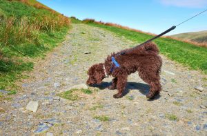 Praktisches Hundegeschirr beim Gassi gehen