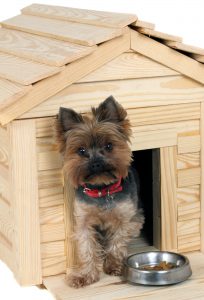 Kleiner Hund vor Hundehütte aus Holz