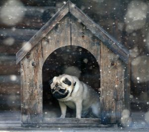 Kleiner Mops in Hundehütte