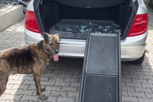 Hund geht über Rampe in Kofferraum