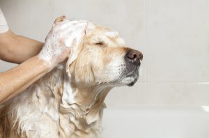 Hundeshampoo für die Fellpflege