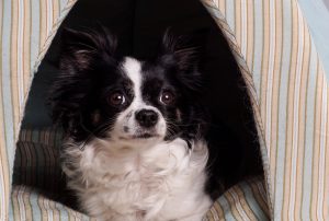 Kleiner Hund in Hundehöhle