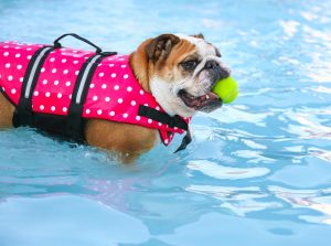 Dogge mit Hundeschwimmweste und Ball