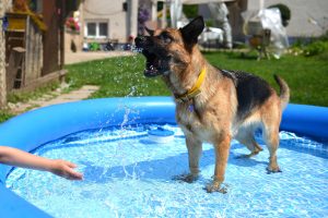 Schäferhund im aufblasbaren Hundepool