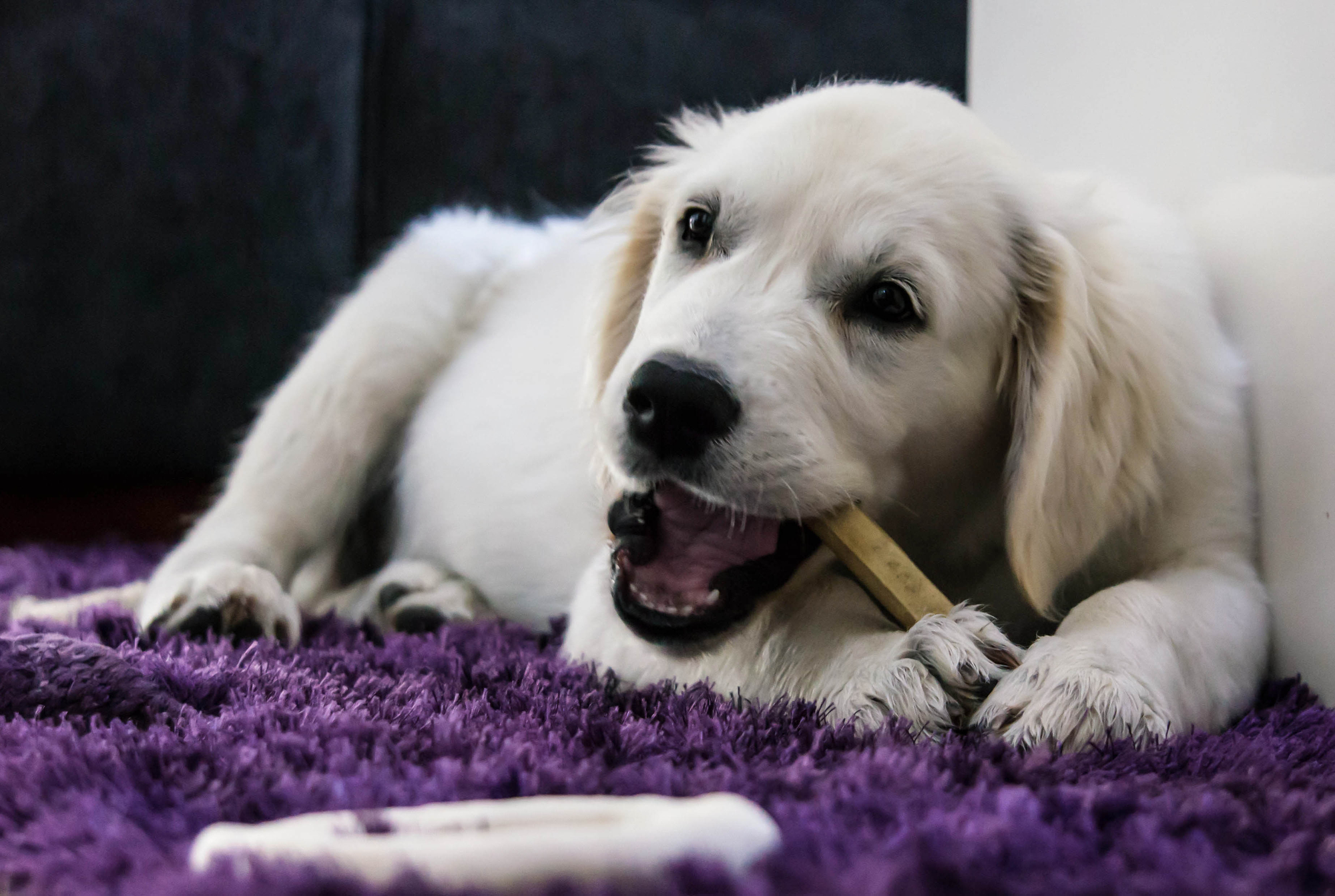 Hundeknochen Test 2021 unsere TOP Empfehlungen im Vergleich